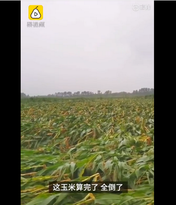 台风“美莎克”致吉林玉米大面积倒伏，像棉被一样铺在地上，减产已成定局(图1)